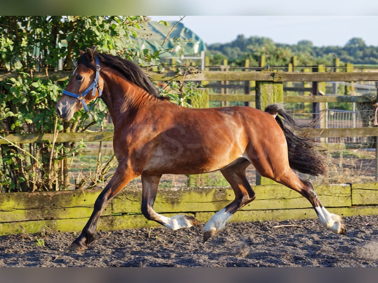 Welsh D (Cob) Hingst 2 år 150 cm Brun in Meerbusch