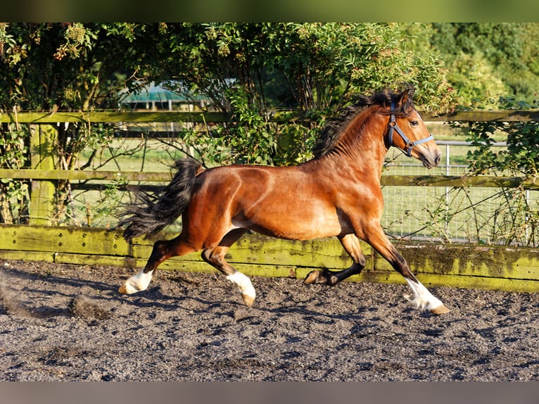 Welsh D (Cob) Hingst 2 år 150 cm Brun in Meerbusch