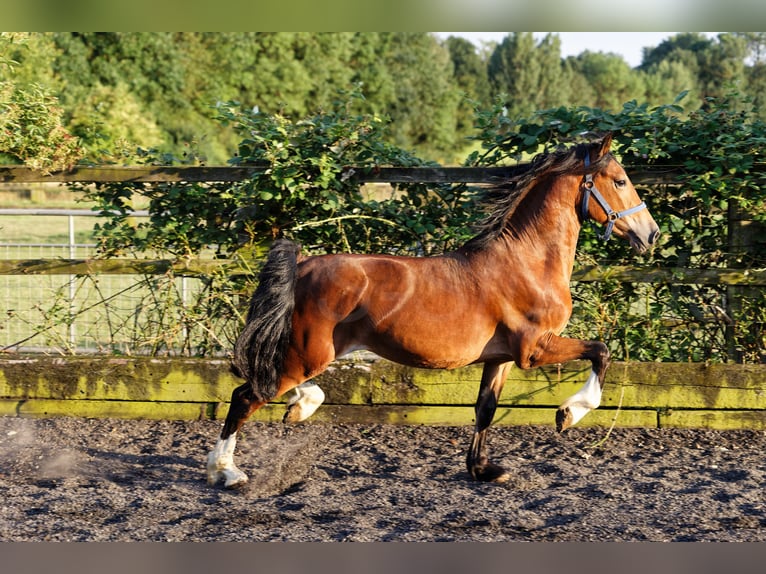 Welsh D (Cob) Hingst 2 år 150 cm Brun in Meerbusch