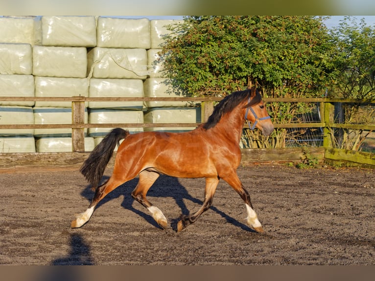 Welsh D (Cob) Hingst 2 år 150 cm Brun in Meerbusch