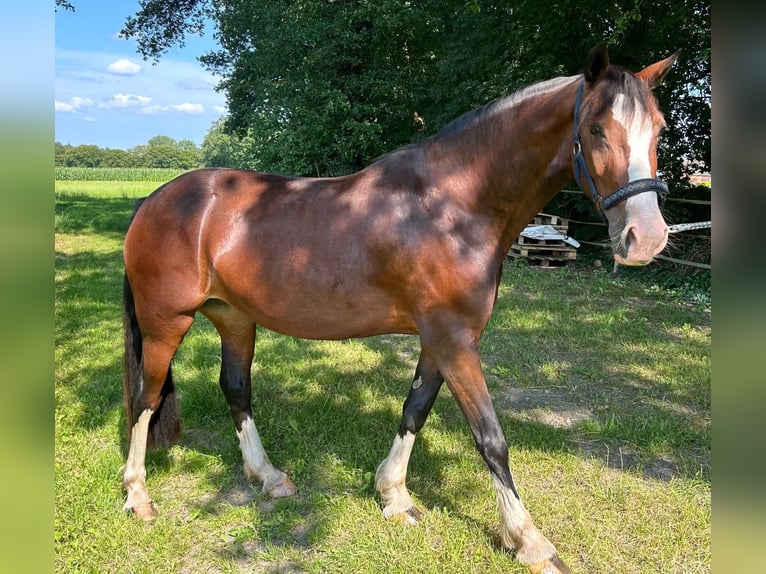 Welsh D (Cob) Hingst 3 år 145 cm Brun in Ganderkesee