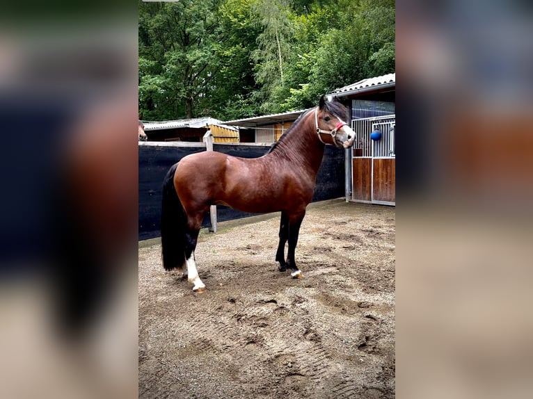 Welsh D (Cob) Hingst 4 år 143 cm Brun in BimöhlenBad Bramstedt