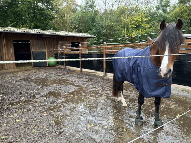 Welsh D (Cob) Hingst 4 år 143 cm Brun in BimöhlenBad Bramstedt