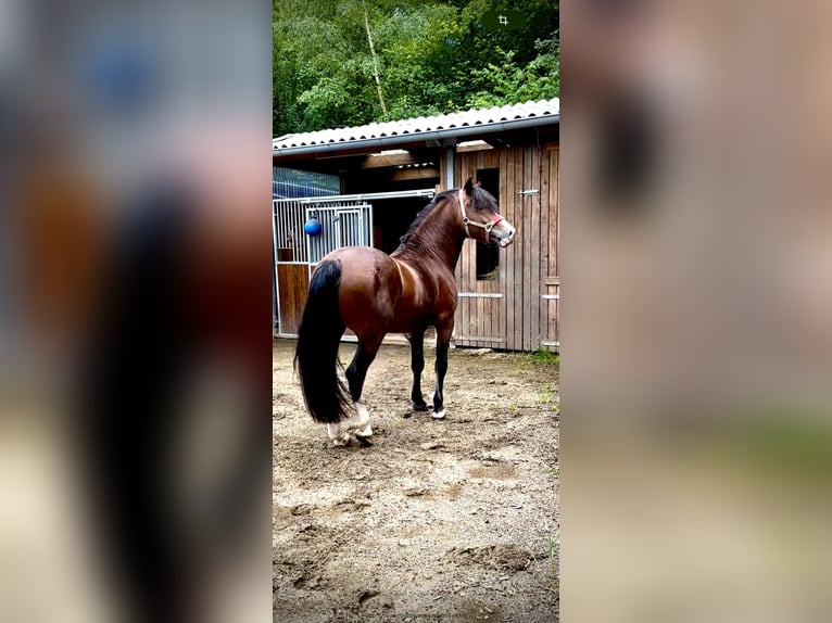 Welsh D (Cob) Hingst 4 år 143 cm Brun in BimöhlenBad Bramstedt