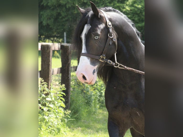 Welsh D (Cob) Hingst 6 år 162 cm Svart in Le Cannet