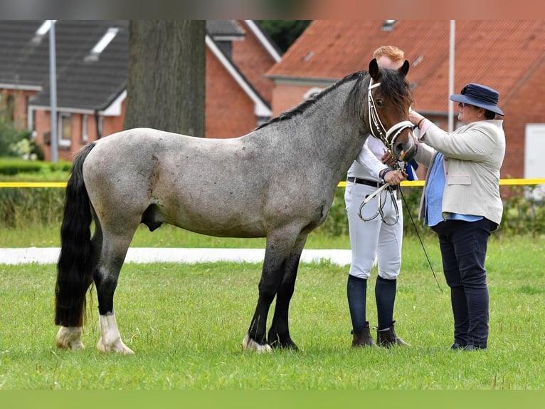 Welsh D (Cob) Hingst Brunskimmel in Leer (Ostfriesland)