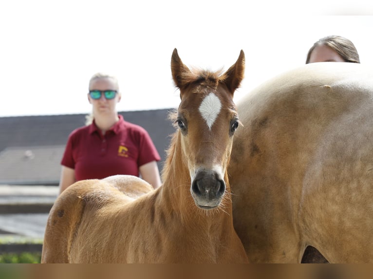 Welsh D (Cob) Hingst Föl (05/2024) 150 cm Fux in Stahnsdorf