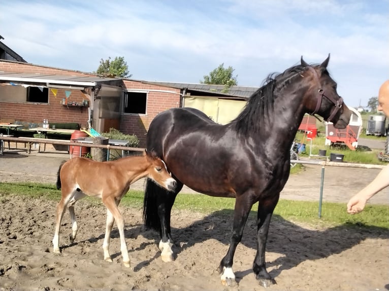 Welsh D (Cob) Hingst Föl (05/2024) Brun in Geldern