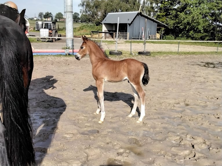 Welsh D (Cob) Hingst Föl (05/2024) Brun in Geldern