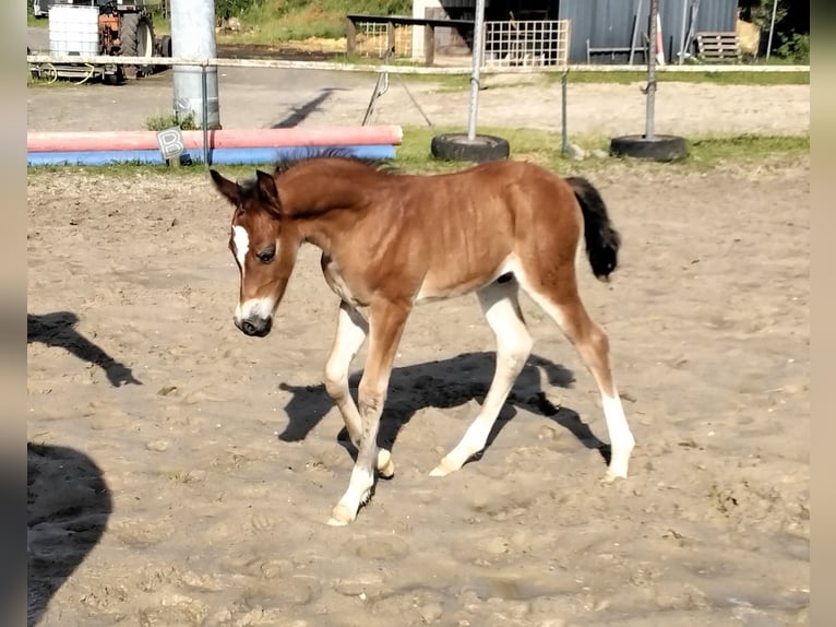 Welsh D (Cob) Hingst Föl (05/2024) Brun in Geldern