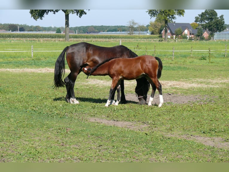 Welsh D (Cob) Hingst Föl (05/2024) Brun in Geldern