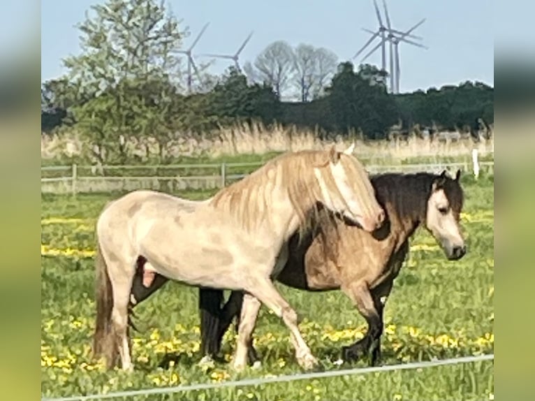 Welsh D (Cob) Hingst Perlino in Itzehoe