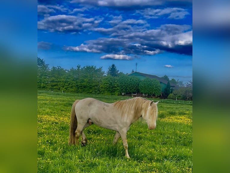 Welsh D (Cob) Hingst Perlino in Itzehoe