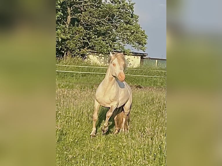 Welsh D (Cob) Hingst Perlino in Itzehoe