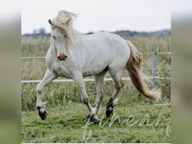 Welsh D (Cob) Hingst Perlino in Itzehoe