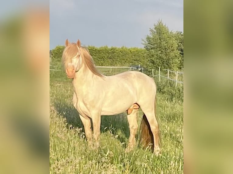 Welsh D (Cob) Hingst Perlino in Itzehoe