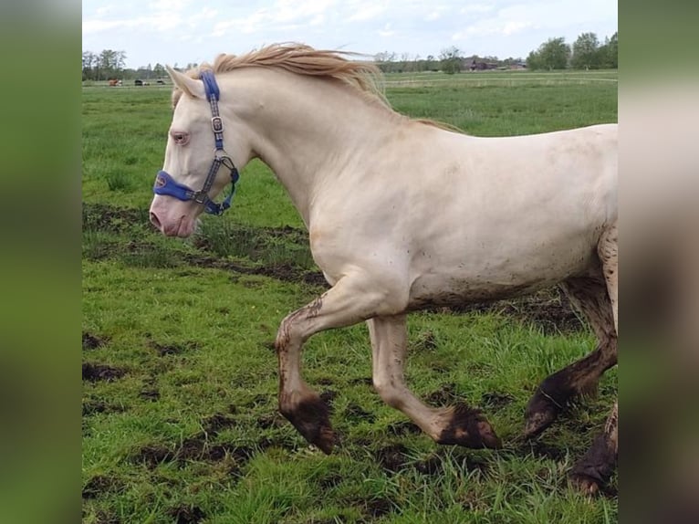 Welsh D (Cob) Hingst Perlino in Itzehoe