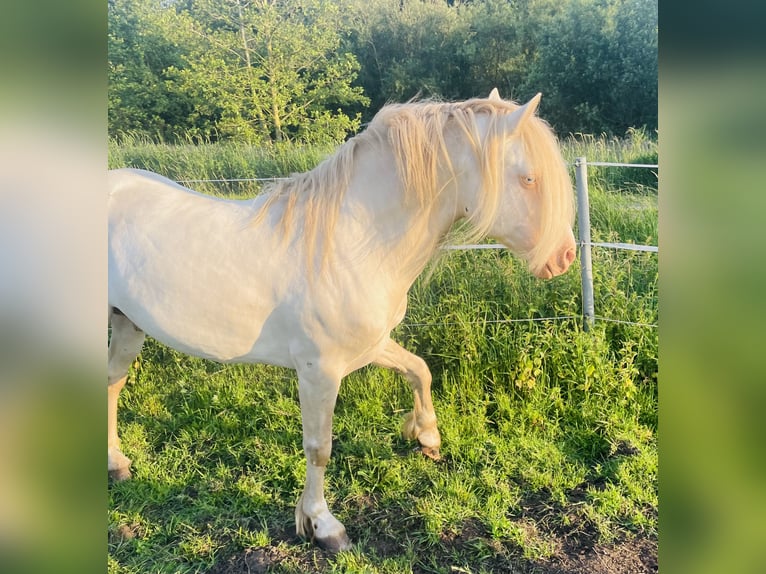 Welsh D (Cob) Hingst Perlino in Itzehoe