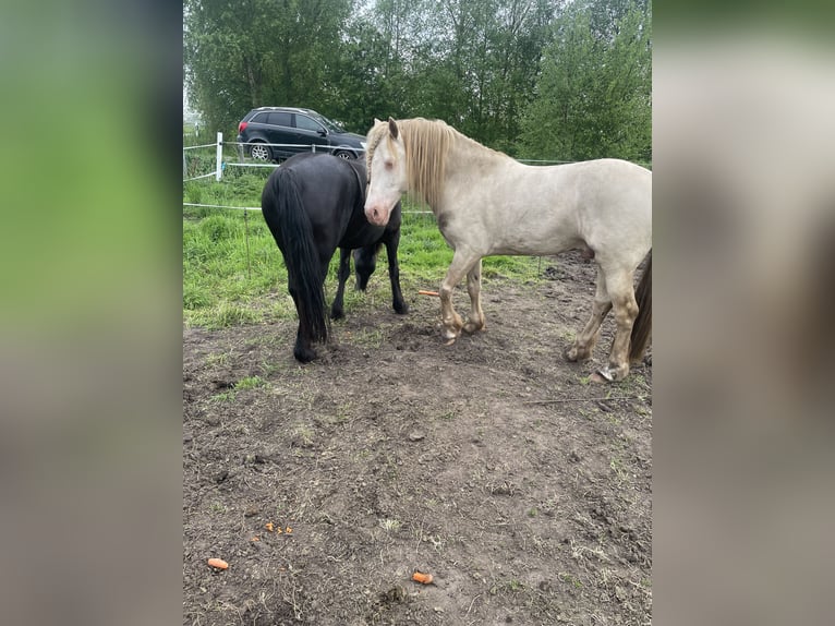 Welsh D (Cob) Hingst Perlino in Itzehoe