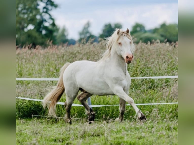 Welsh D (Cob) Hingst Perlino in Itzehoe