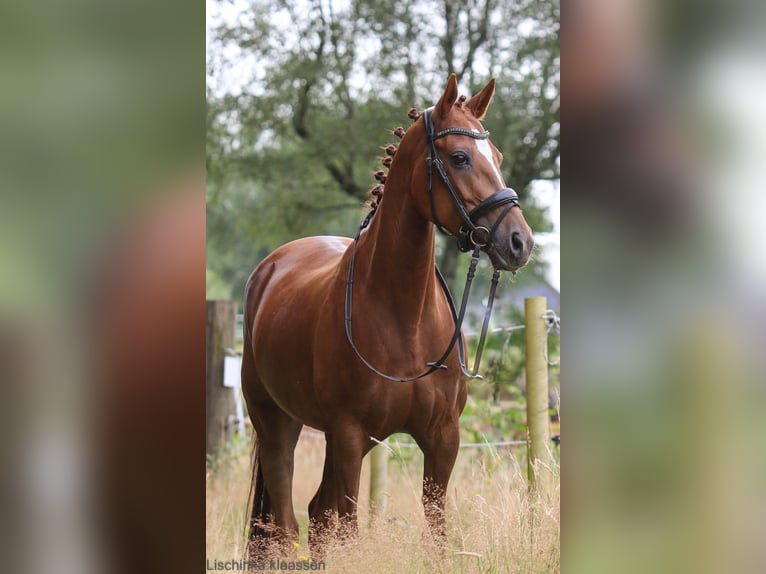 Welsh D (Cob) Mare 10 years 14,2 hh Chestnut in Uelsen