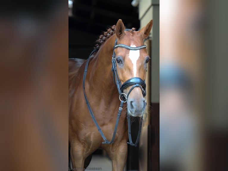 Welsh D (Cob) Mare 10 years 14,2 hh Chestnut in Uelsen