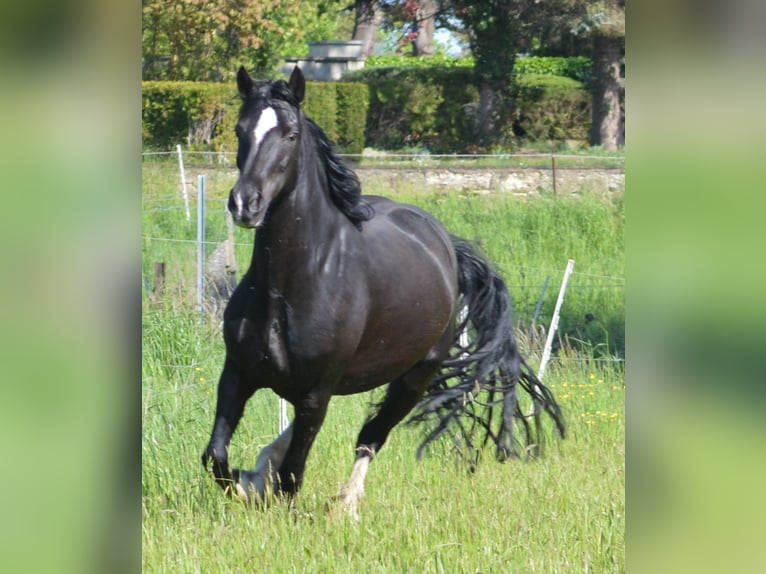 Welsh D (Cob) Mare 10 years 14,2 hh Smoky-Black in Fockendorf