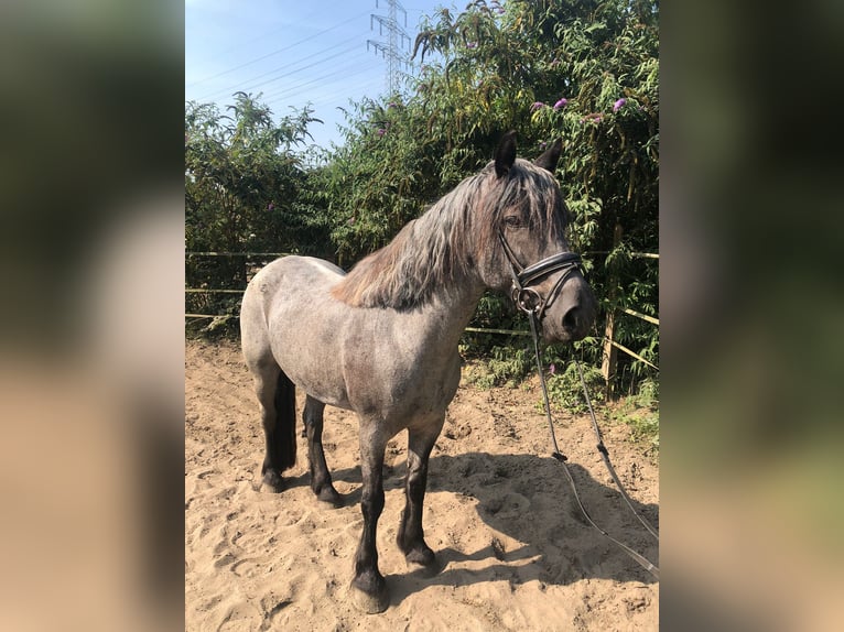 Welsh D (Cob) Mix Mare 10 years 14,3 hh Roan-Blue in Oberhausen