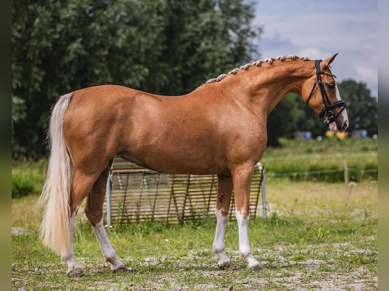 Welsh D (Cob) Mare 11 years 14,2 hh Palomino in Uelsen