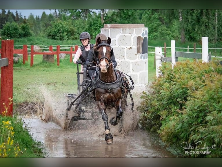 Welsh D (Cob) Mare 11 years 14 hh Bay in Pinsiö