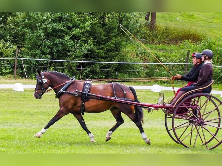 Welsh D (Cob) Mare 11 years 14 hh Bay in Pinsiö