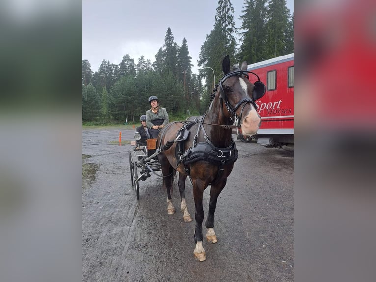 Welsh D (Cob) Mare 11 years 14 hh Bay in Pinsiö