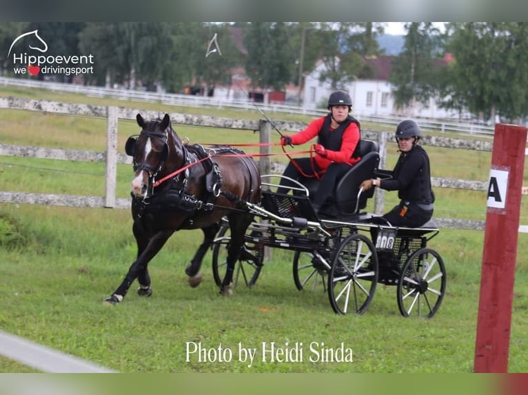 Welsh D (Cob) Mare 11 years 14 hh Bay in Pinsiö