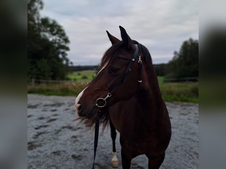 Welsh D (Cob) Mare 11 years 14 hh Bay in Pinsiö