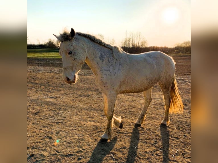 Welsh D (Cob) Mix Mare 11 years 14 hh Perlino in Blekendorf