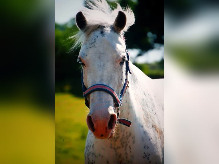 Welsh D (Cob) Mix Mare 11 years 14 hh Perlino in Blekendorf