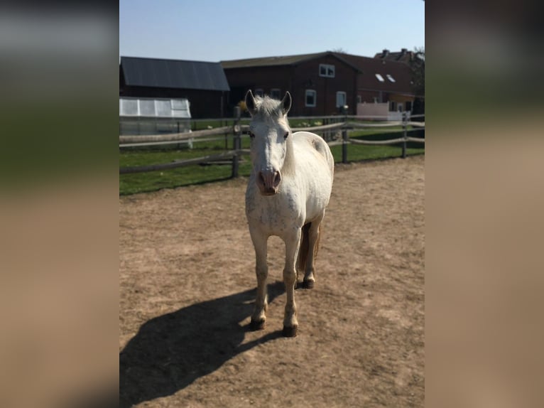 Welsh D (Cob) Mix Mare 11 years 14 hh Perlino in Blekendorf