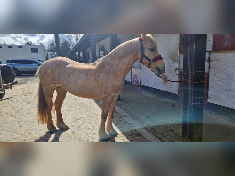 Welsh D (Cob) Mare 13 years 15 hh Palomino in Derry