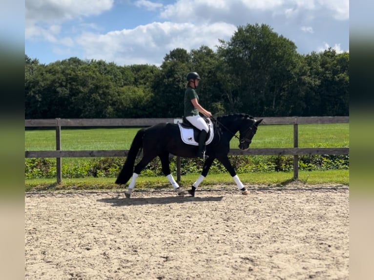 Welsh D (Cob) Mare 14 years 14,2 hh Black in Vragender