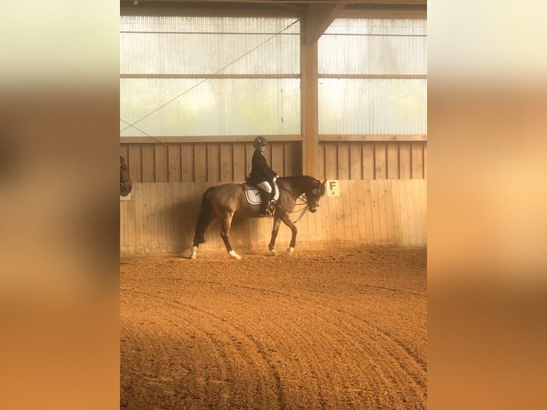 Welsh D (Cob) Mare 14 years 14,2 hh Dun in Erding