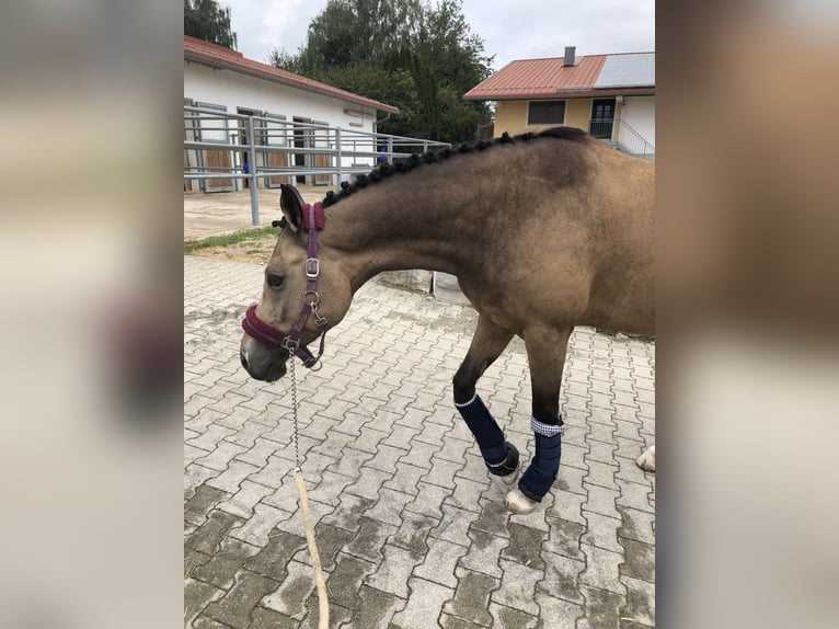 Welsh D (Cob) Mare 14 years 14,2 hh Dun in Erding