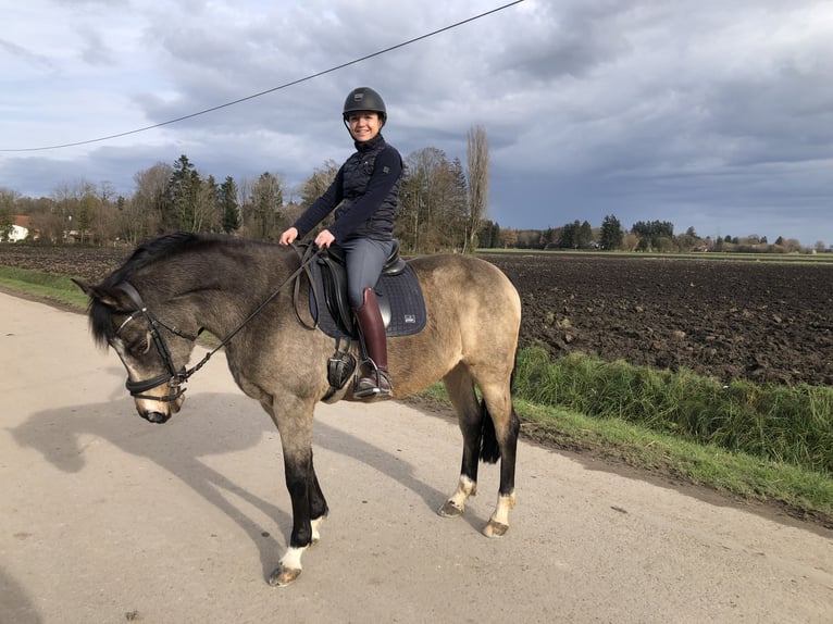 Welsh D (Cob) Mare 14 years 14,2 hh Dun in Erding