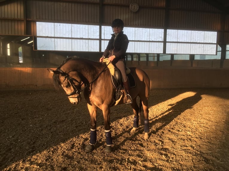 Welsh D (Cob) Mare 14 years 14,2 hh Dun in Erding