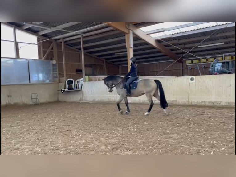 Welsh D (Cob) Mare 14 years 14,2 hh Dun in Erding