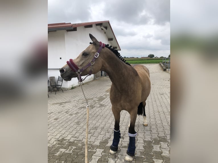 Welsh D (Cob) Mare 14 years 14,2 hh Dun in Erding