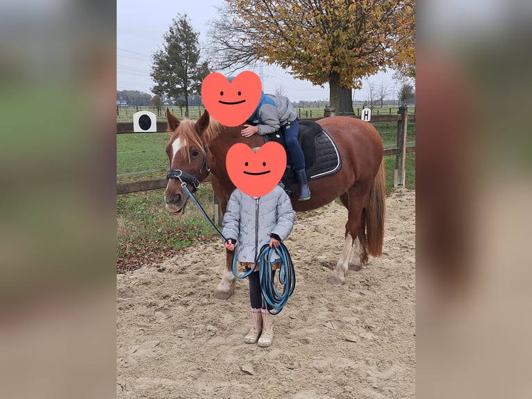 Welsh D (Cob) Mare 14 years 14 hh Chestnut-Red in Tönisvorst