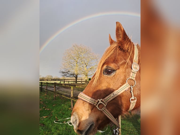 Welsh D (Cob) Mare 14 years 14 hh Chestnut-Red in Tönisvorst