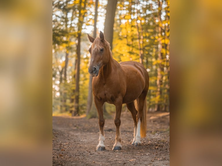 Welsh D (Cob) Mare 14 years 14 hh Chestnut-Red in Tönisvorst