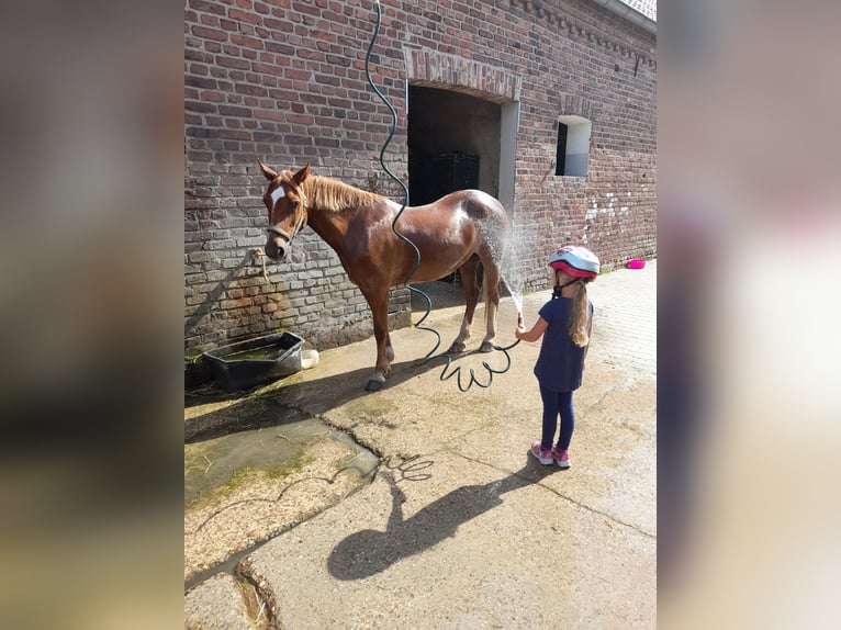 Welsh D (Cob) Mare 14 years 14 hh Chestnut-Red in Tönisvorst