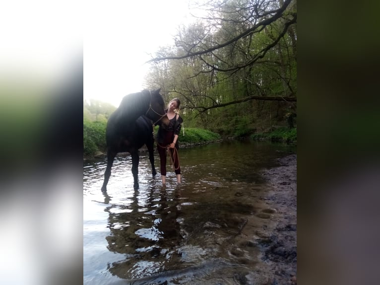 Welsh D (Cob) Mare 14 years 15,1 hh Bay-Dark in Wallenhorst